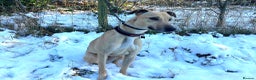 Lurcher dogs for adoption: BULLET, young bull-lurcher in rescue in Halifax - Advert 1