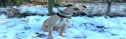 Lurcher dogs for adoption: BULLET, young bull-lurcher in rescue in Halifax - Advert 1