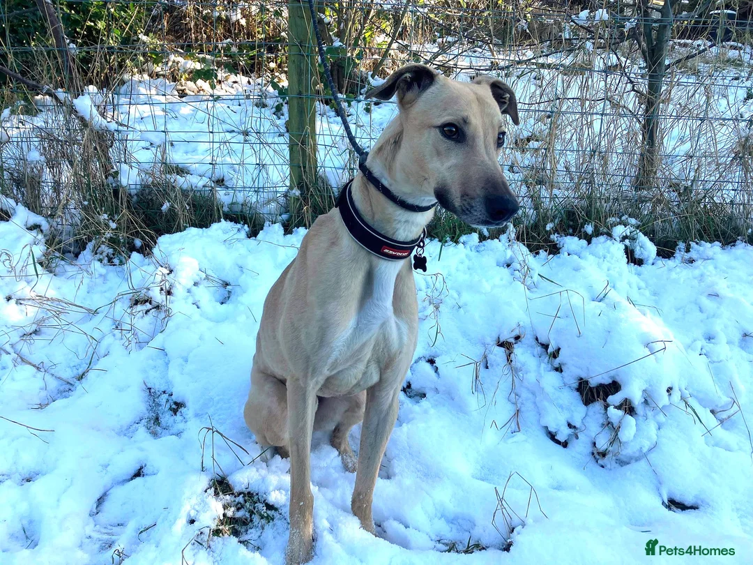 Lurcher dogs for adoption: BULLET, young bull-lurcher in rescue in Halifax - Advert 1