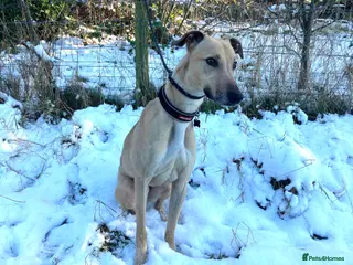 Lurcher dogs BULLET, young bull-lurcher in rescue in Halifax - Advert 6