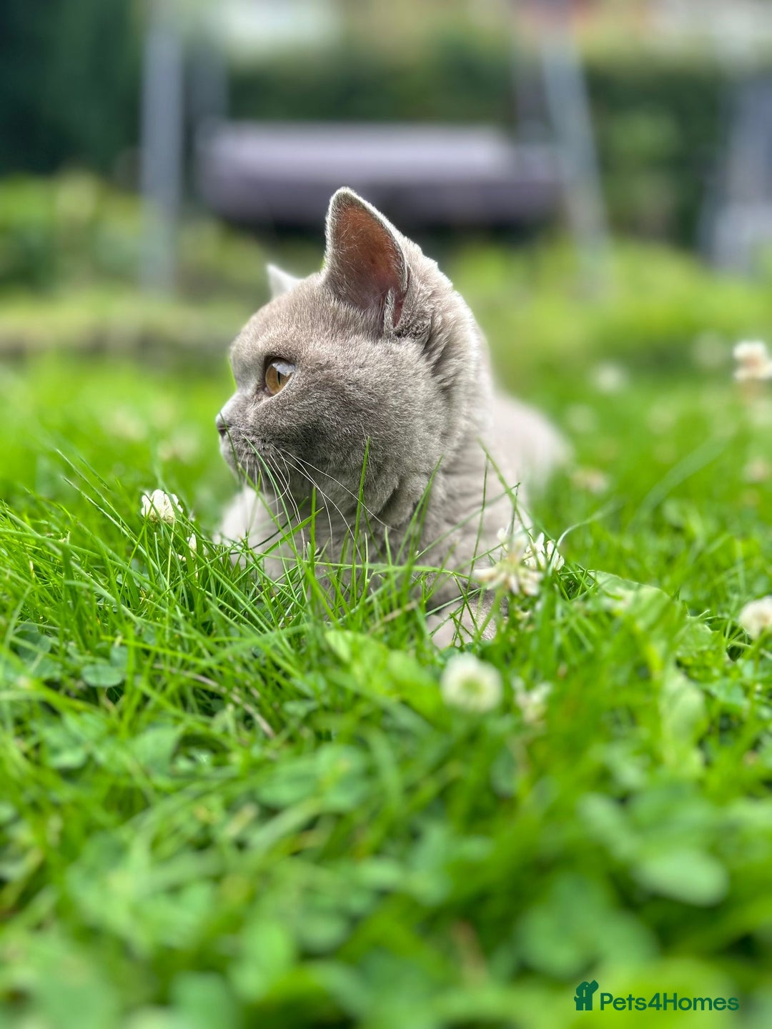 British Shorthair cats for sale: Cute girl for sale - Advert 4