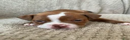 Mixed Breed dogs for sale: 3/4 English bulldog 1/4 American bulldog  - Advert 2