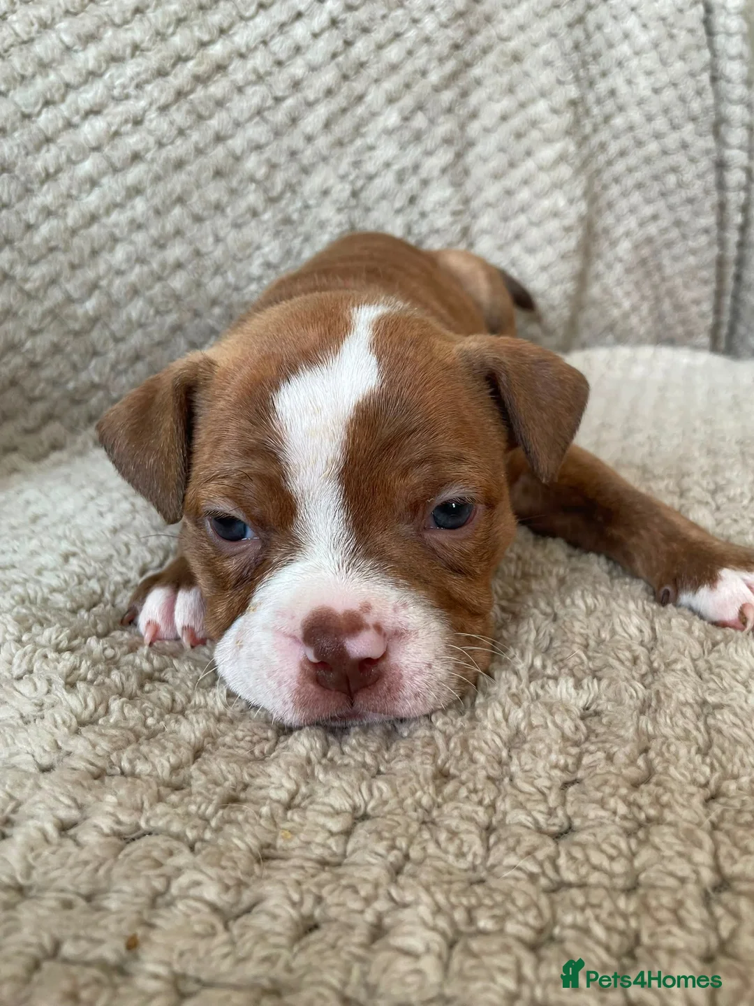 Mixed Breed dogs for sale: 3/4 English bulldog 1/4 American bulldog  - Advert 2