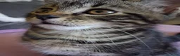 Mixed Breed cats for sale: Mixed khoa manee and bengle  - Advert 3