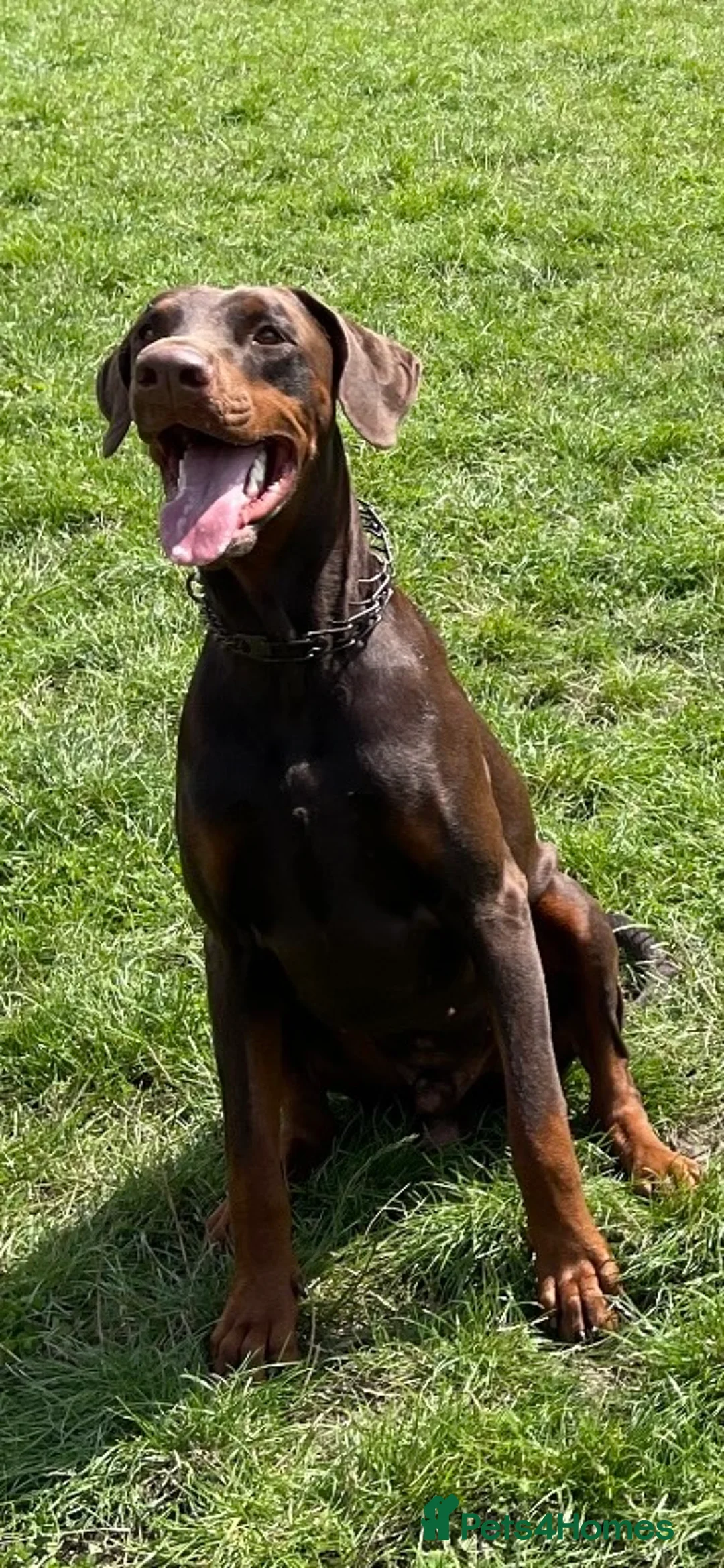 Dobermann dogs for sale: 4 year old Doberman - Advert 2