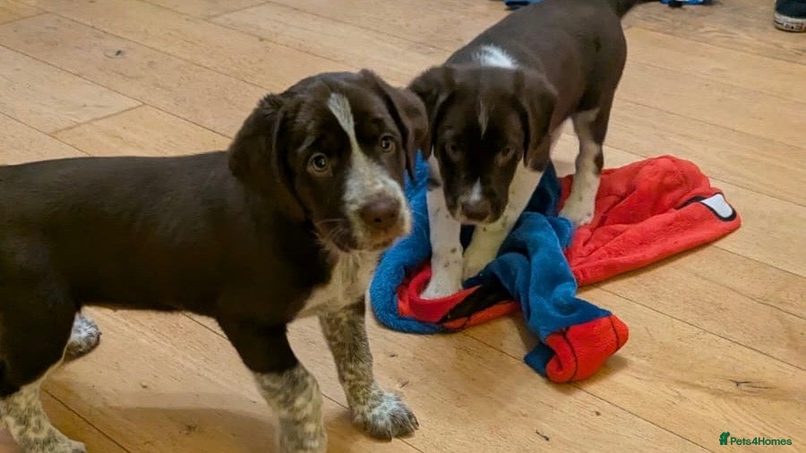 Mixed Breed dogs Sprollie pups for sale - Advert 1