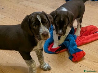 Mixed Breed dogs Sprollie pups for sale - Advert 1