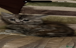 Mixed Breed cats for sale: Stunning fluffy and short haired ready now  - Image 22