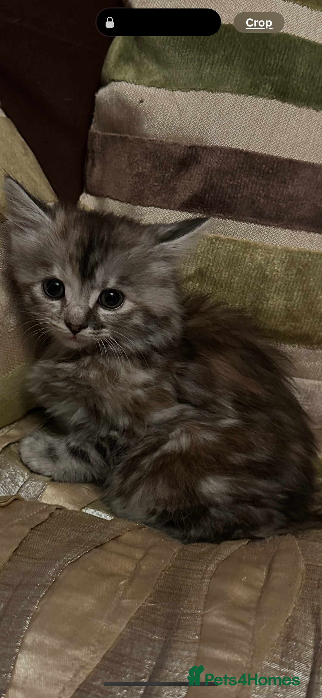 Mixed Breed cats for sale: Stunning fluffy and short haired ready now  - Image 22