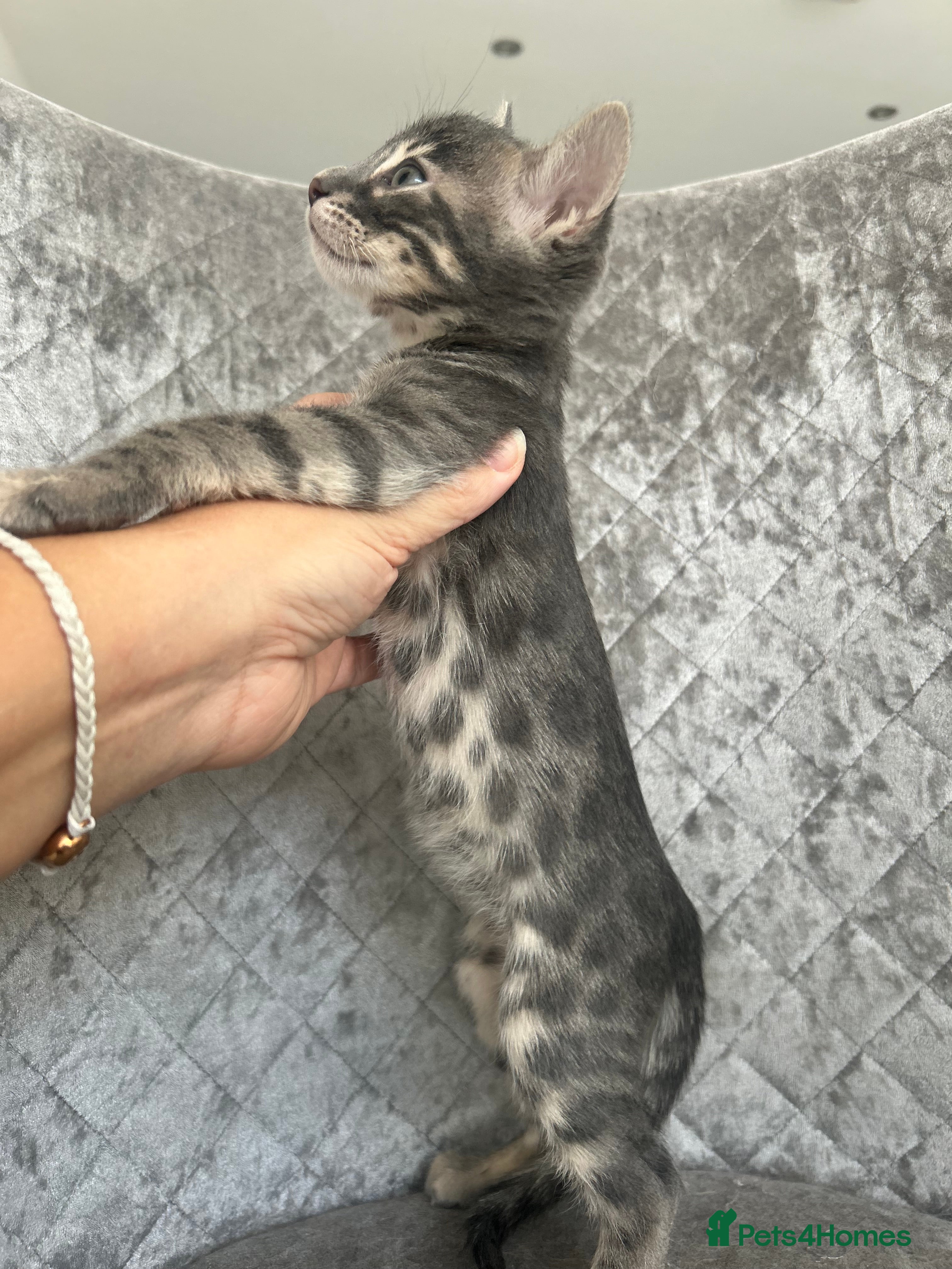 Bengal cats 💙Beautiful Blue Bengal Kittens - TICA Reg 💙 - Advert 1