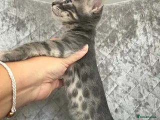 Bengal cats 💙Beautiful Blue Bengal Kittens - TICA Reg 💙 - Advert 4