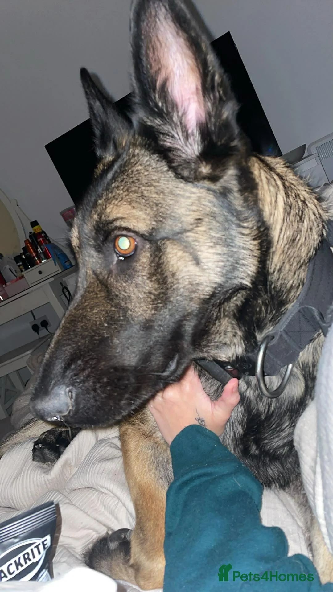 Belgian Shepherd Dog dogs for sale: Agatha  - Advert 4