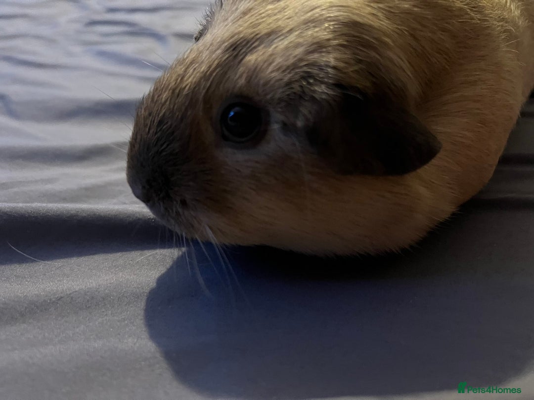 Guinea Pig rodents for sale: Female guinea pigs  - Advert 23