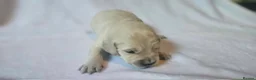 Golden Retriever dogs for sale: KC Registered Show Line Golden Retriever Puppies - Advert 19