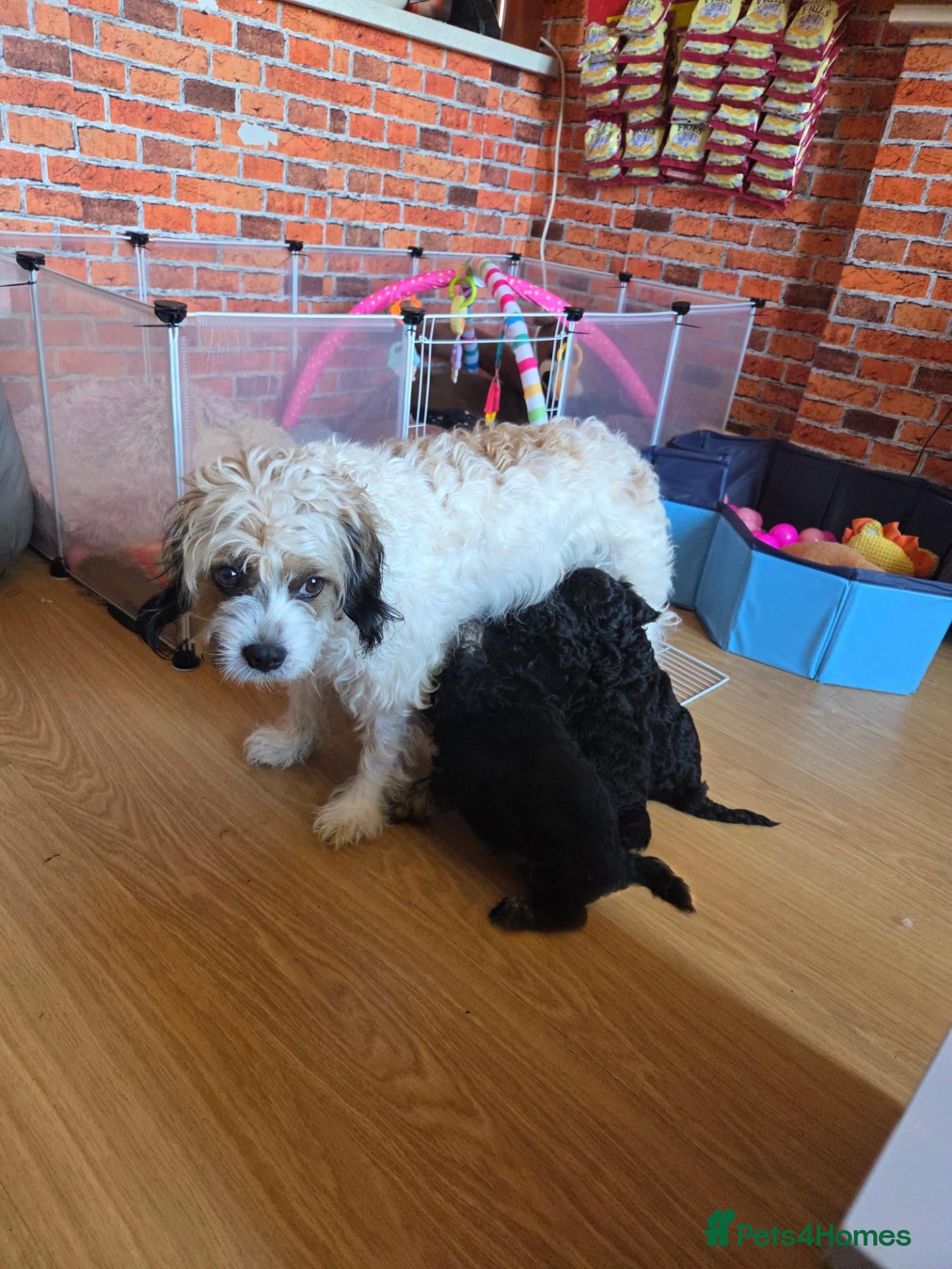 Cavapoo dogs 4 black cavapoo pups 2 girls and 2 boys  - Advert 3