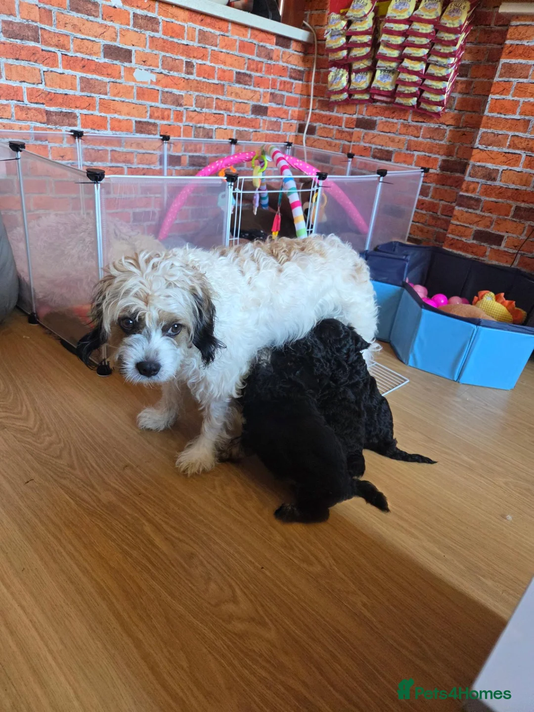 Cavapoo dogs for sale: 4 black cavapoo pups 2 girls and 2 boys  in Edinburgh - Advert 1