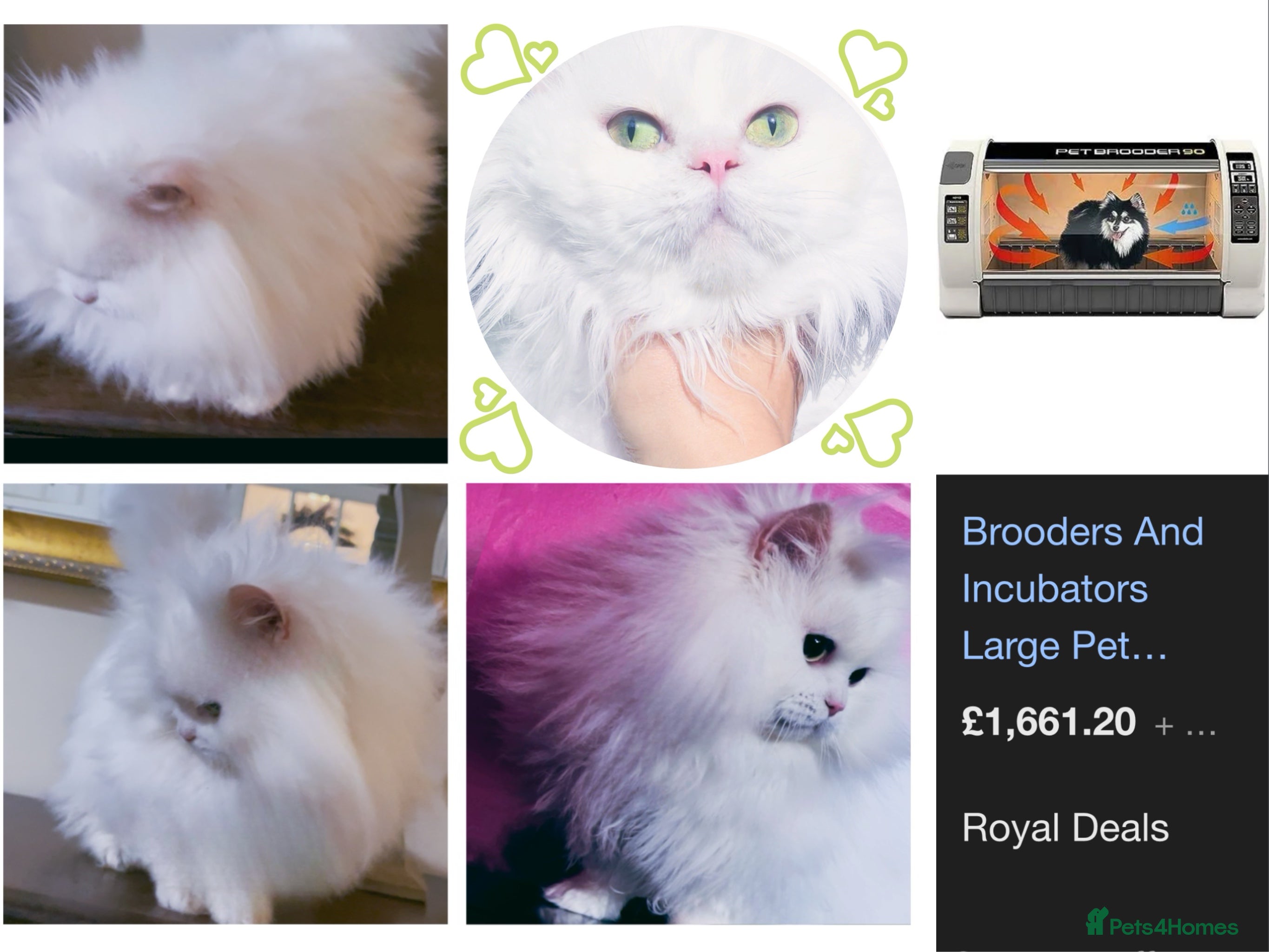 Munchkin cats Health Tested Napoleon Persian Minuet Munchkin - Advert 1