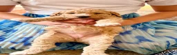 Standard Poodle dogs for sale: Beautiful Standard Poodle Puppies – Southampton  in Southampton - Advert 33