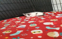 Mixed Breed cats for sale: 2 beautiful kittens for sale - Image 2