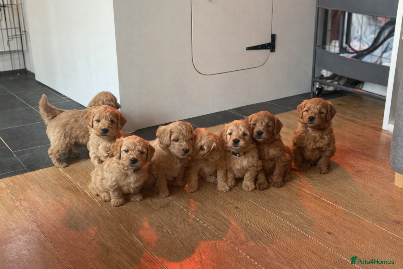 Goldendoodle dogs Ready to go 17th jan 26. F1 mini Goldendoodles - Advert 2