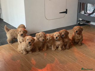Goldendoodle dogs Ready to go 17th jan 26. F1 mini Goldendoodles - Advert 2