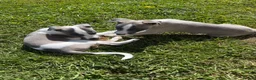 Whippet dogs for sale: Beautiful Fawn and Blue Whippets in Duns - Advert 4