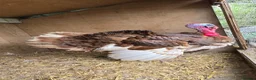 Turkeys poultry for sale: Bourbon Red Turkey Chicks in Peterborough - Advert 2