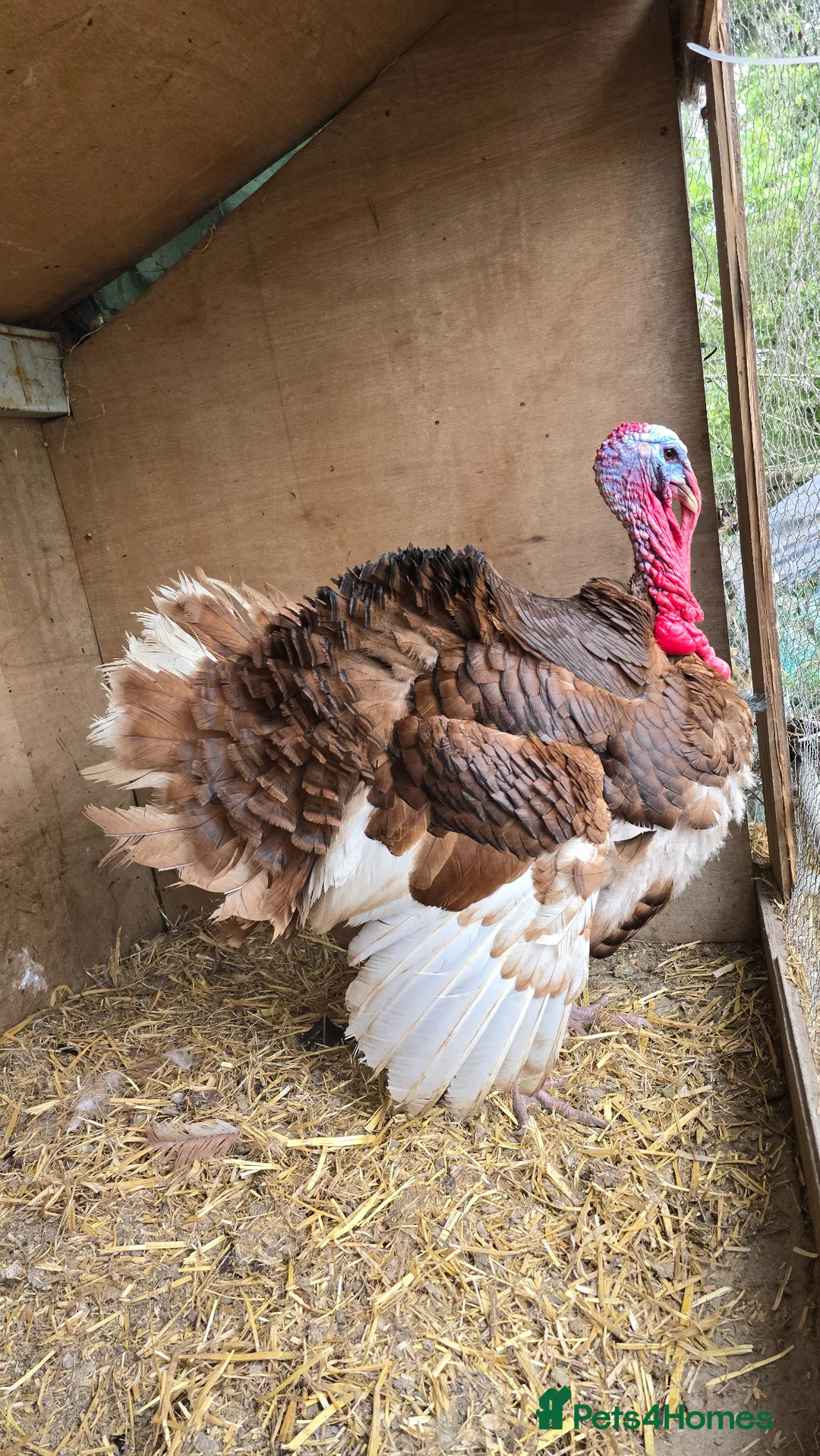 Turkeys poultry for sale: Bourbon Red Turkey Chicks in Peterborough - Advert 2