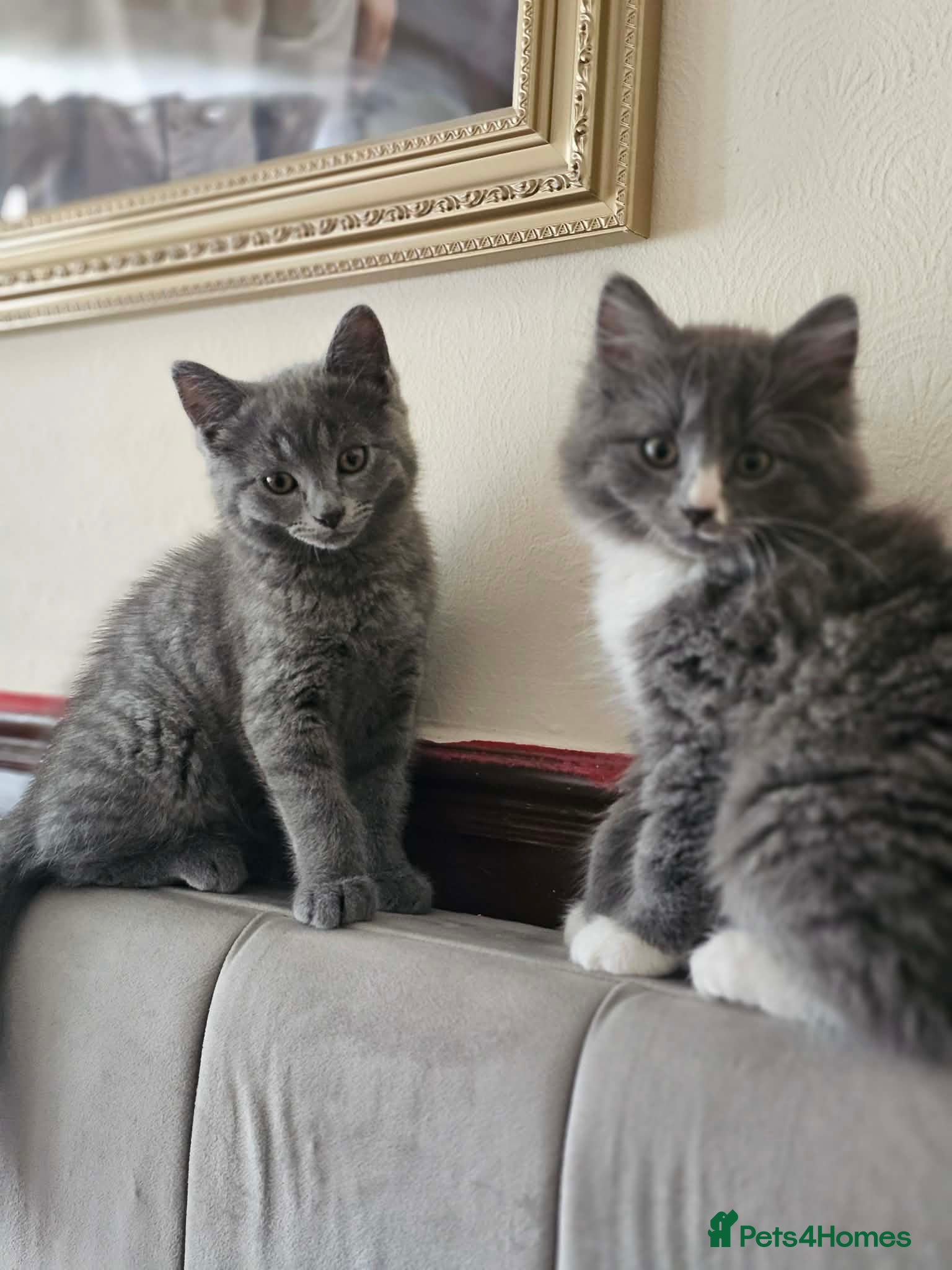 British Shorthair cats British shorthair 2 Girls  - Advert 2