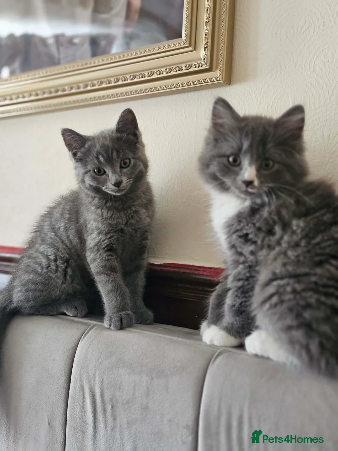 British Shorthair cats for sale: British shorthair 2 Girls  - Advert 1