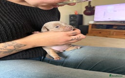 Jack Russell dogs for sale: Wenlock JRT Lilac Bitch (Last one left)  - Image 6