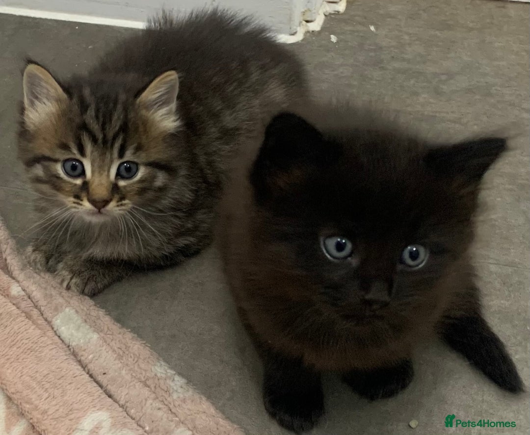 Domestic Shorthair cats for sale: 2 male kittens  - Image 4