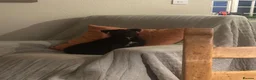 Patterjack dogs for sale: Patterjack puppies  in Conwy - Advert 8