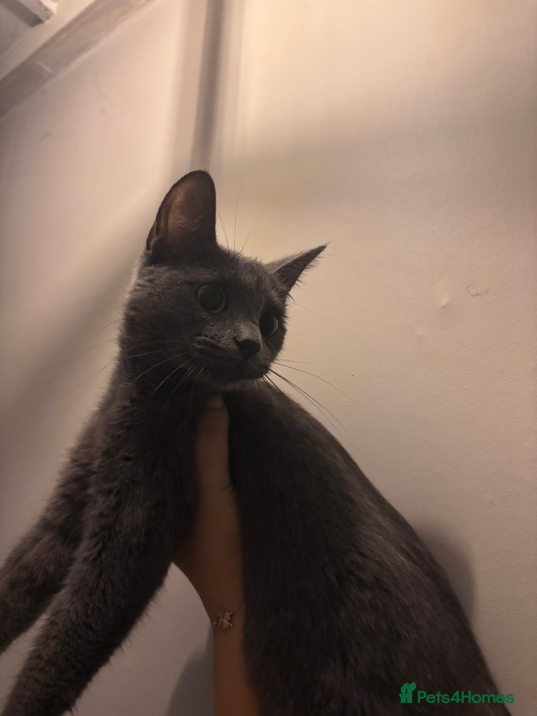 Mixed Breed cats for sale: Kittens/cats in need of new homes  - Image 2