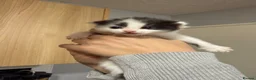 Mixed Breed cats for sale: Black and white kittens in Chatham - Advert 4
