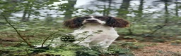 English Springer Spaniel dogs for stud: FTAW Springer Spaniel Stud in Gainsborough - Advert 6