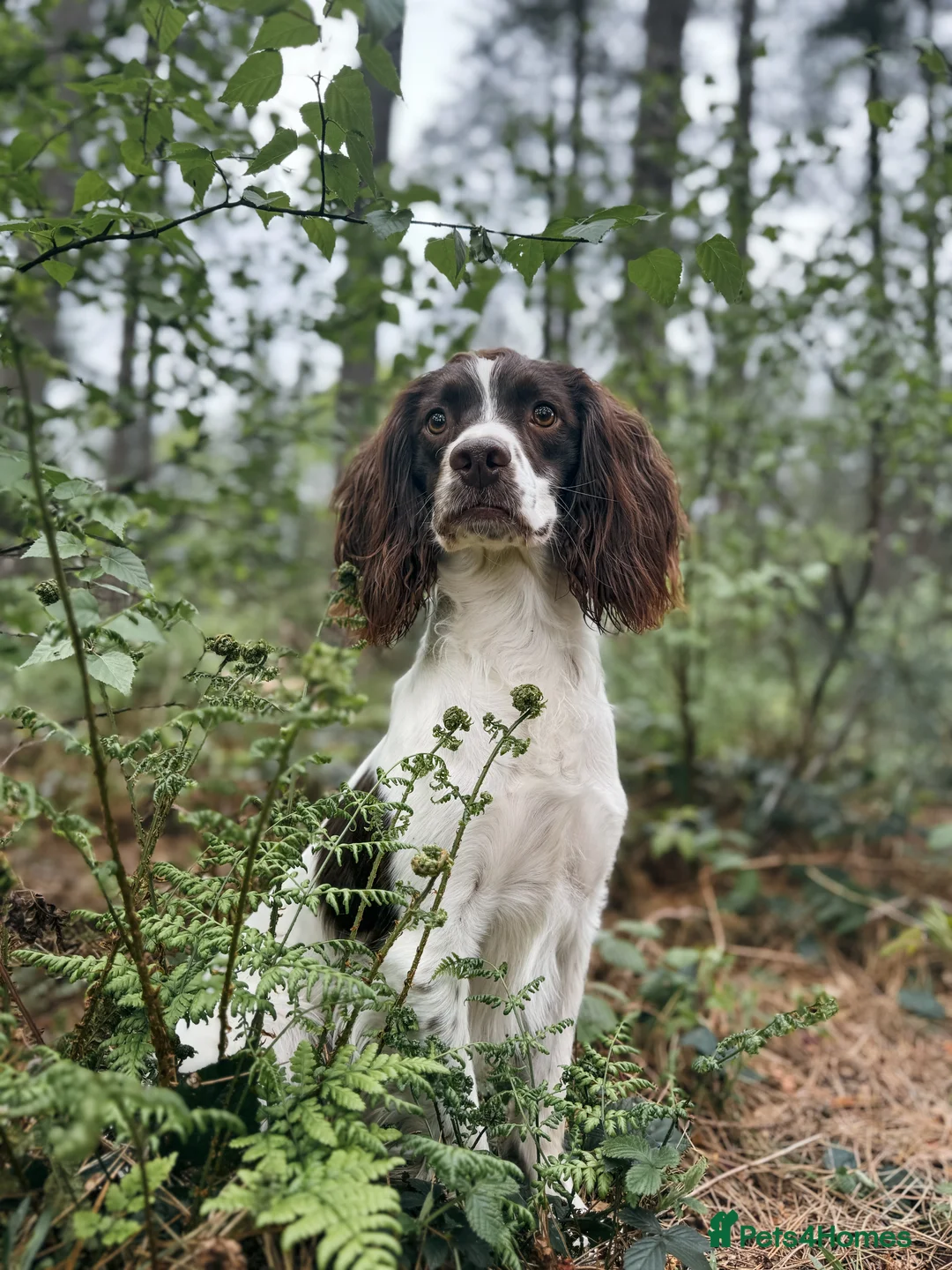English Springer Spaniel dogs for stud: FTAW Springer Spaniel Stud in Gainsborough - Advert 6