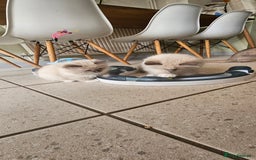 Ragdoll cats for sale: Adorable Ragdoll Kittens for Sale! 🐱✨ - Image 6
