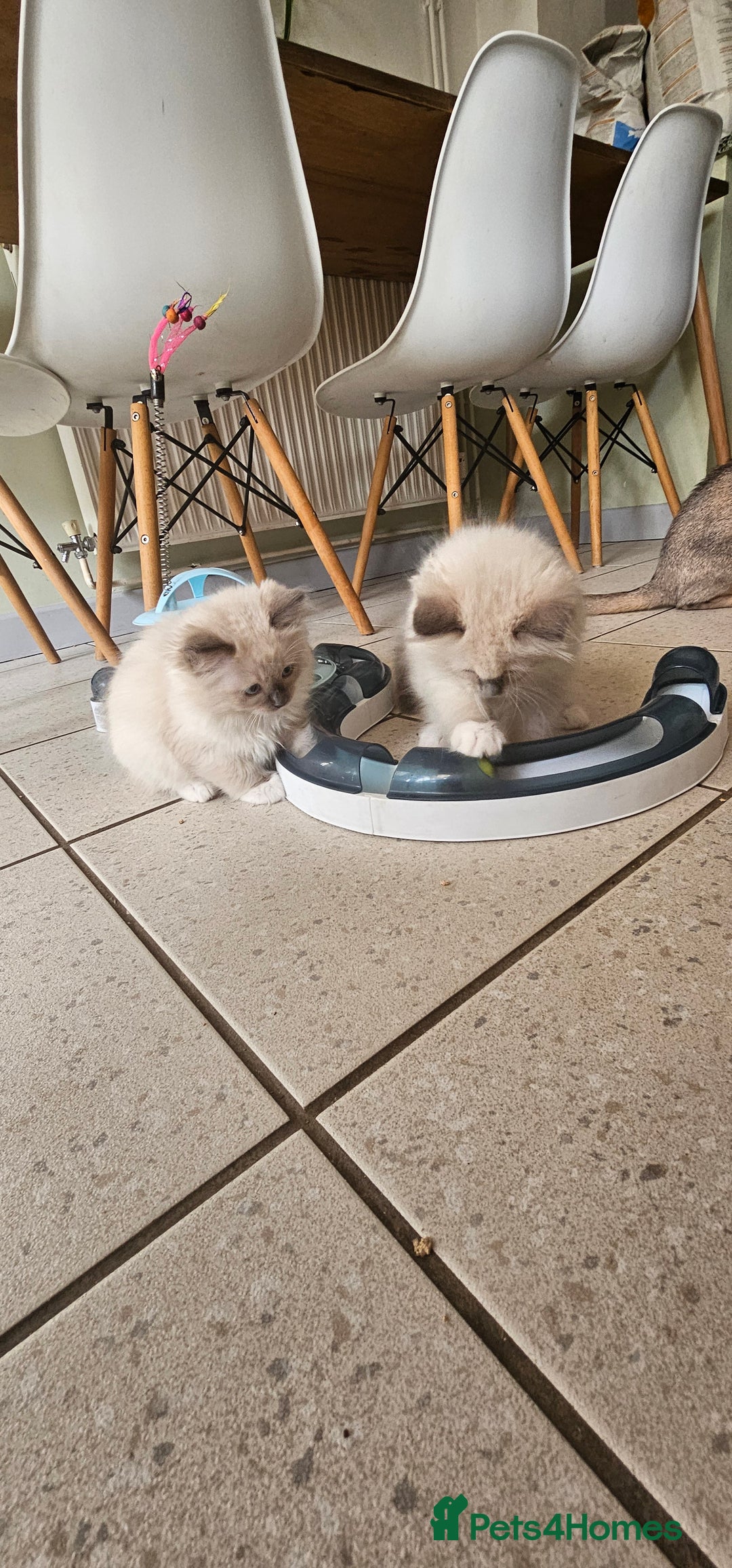 Ragdoll cats for sale: Adorable Ragdoll Kittens for Sale! 🐱✨ - Image 6