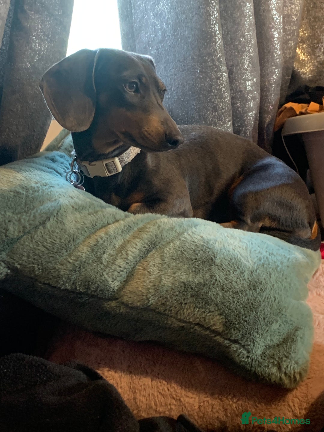 Miniature Dachshund dogs for sale: Miniature dachshund - Image 1