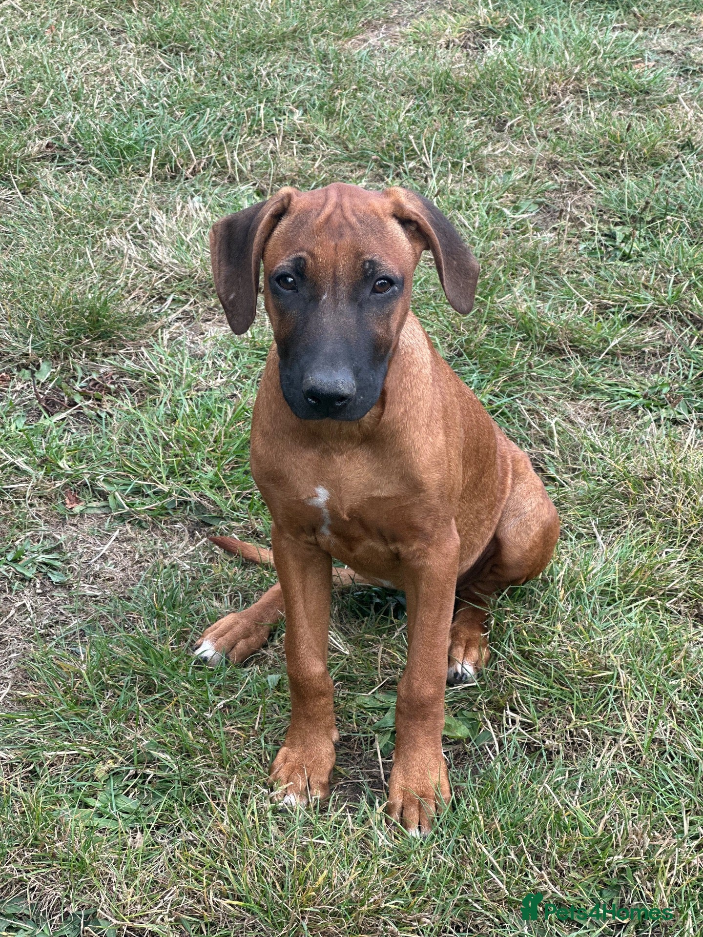 Rhodesian Ridgeback dogs Stunning girl - Advert 1