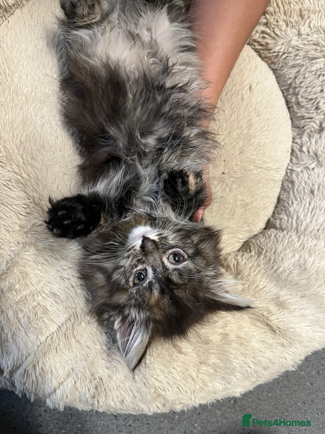 Maine Coon cats for sale: 🐾 Stunning Main Coon Female Kitten Available 🐾 - Advert 2