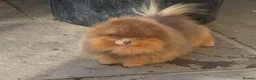 Pomeranian dogs for sale: Toy Pomeranian  - Advert 10
