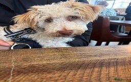 Mixed Breed dogs for sale: Cockapoochon puppies - Image 9