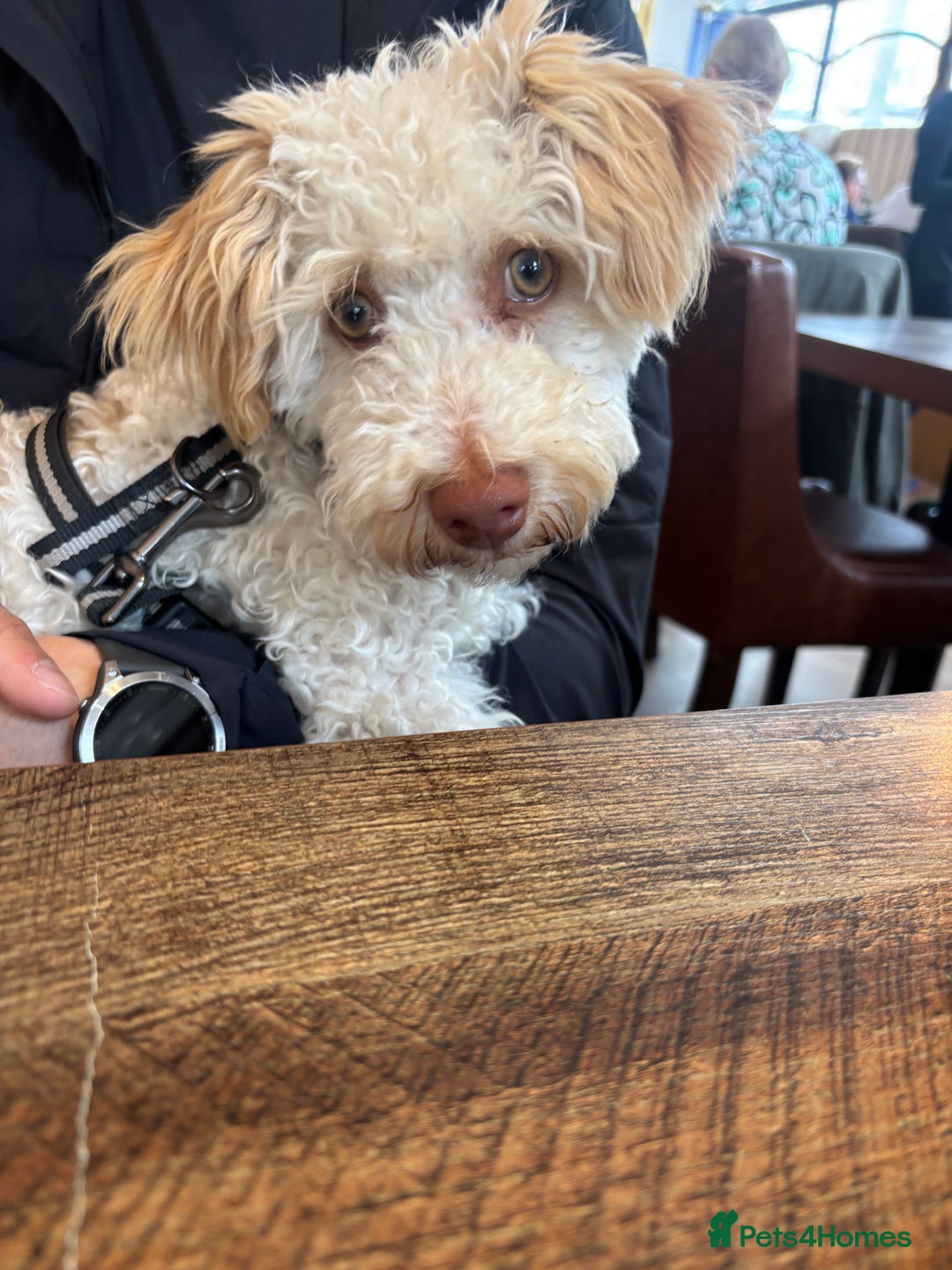 Mixed Breed dogs for sale: Cockapoochon puppies - Image 9