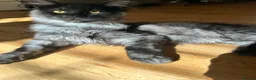 Maine Coon cats for sale: ⭐️⭐️TICA REGISTERED BLACK SMOKE MAINECOON BOY⭐️⭐️ - Advert 5