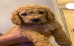 Double Doodle dogs for sale: Double doodles - Image 1