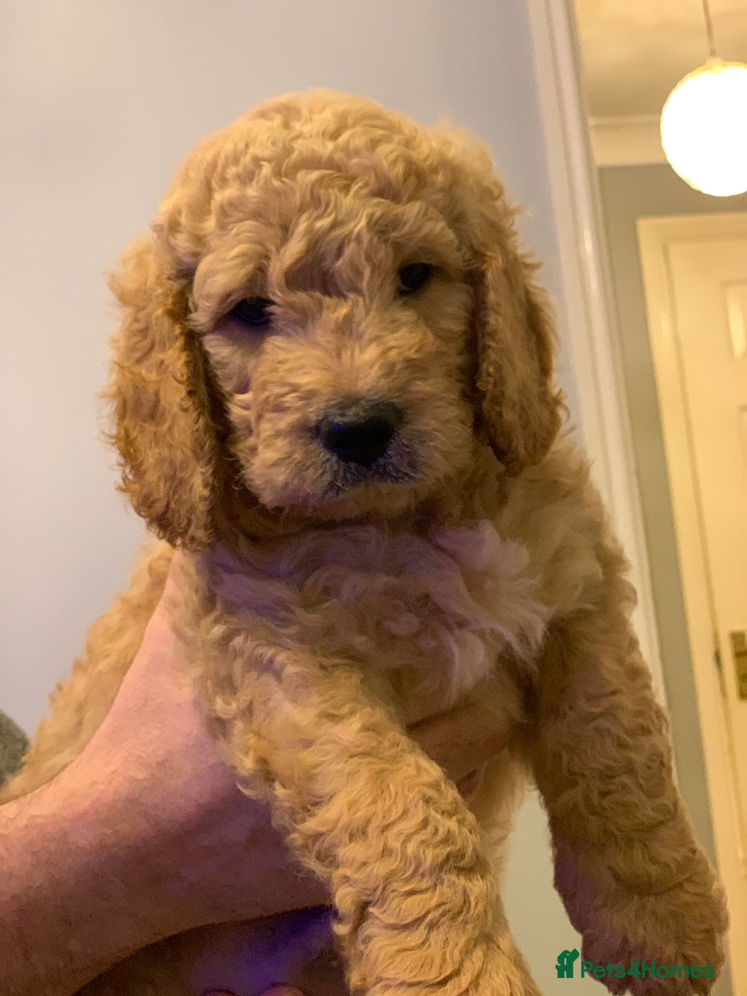 Double Doodle dogs for sale: Double doodles - Image 1