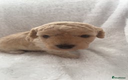 Poochon dogs for sale: Poochon puppies looking for forever home - Image 6