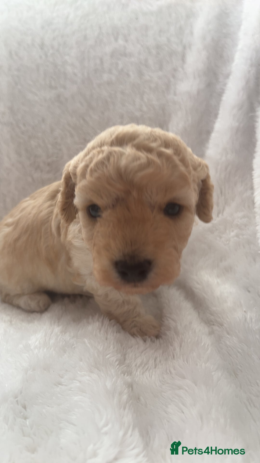 Poochon dogs for sale: Poochon puppies looking for forever home - Image 6